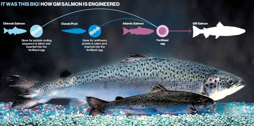 G-M-Salmon-FDA-Genetically-Modified-Fish