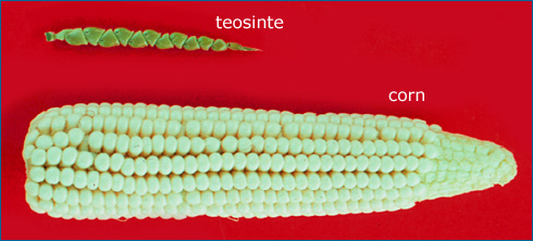 teosinte