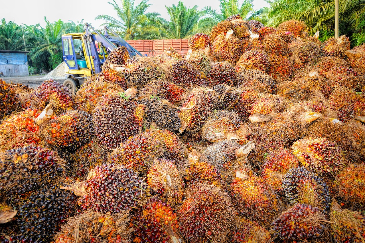 пальмовое масло сбор урожая